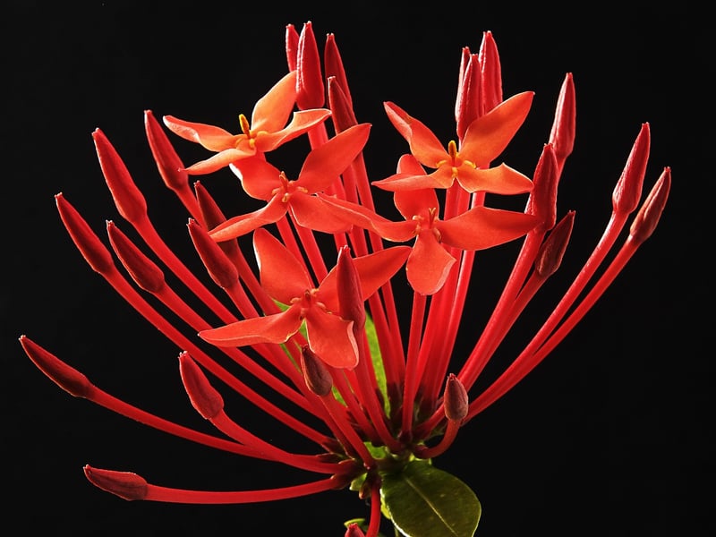 Madder root for red dye